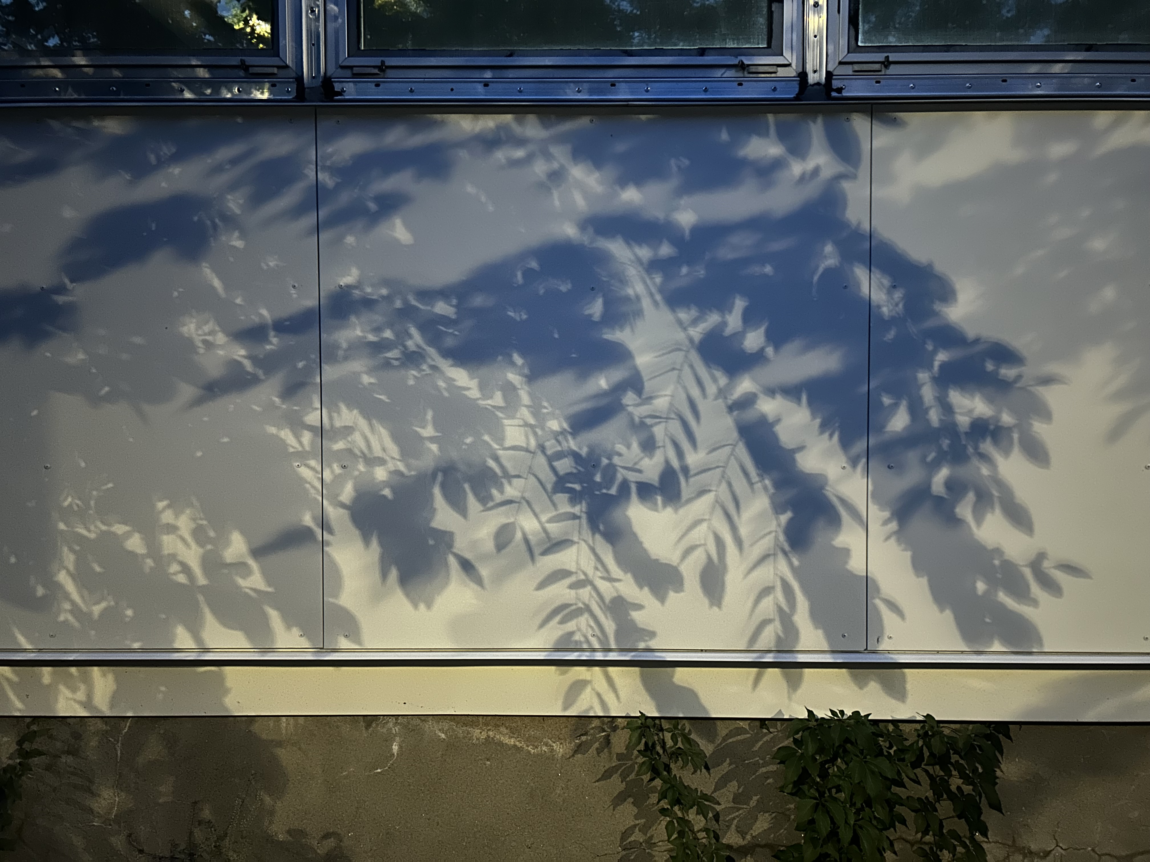 blue leaf shadows